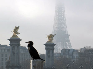 ParisUpdate-cormorant-EiffelTower