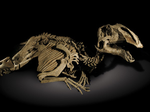 prosaurolophus-maximus-dinosaure-mummy-Trésors de dinosaures, observatoire de paris