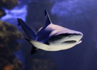 Paris Update Requins-shark