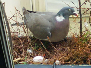 nesting wood pigeon, paris