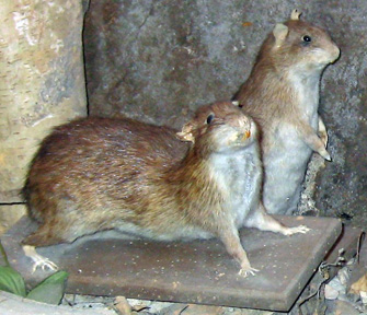 Paris-sewer-rats-stuffed