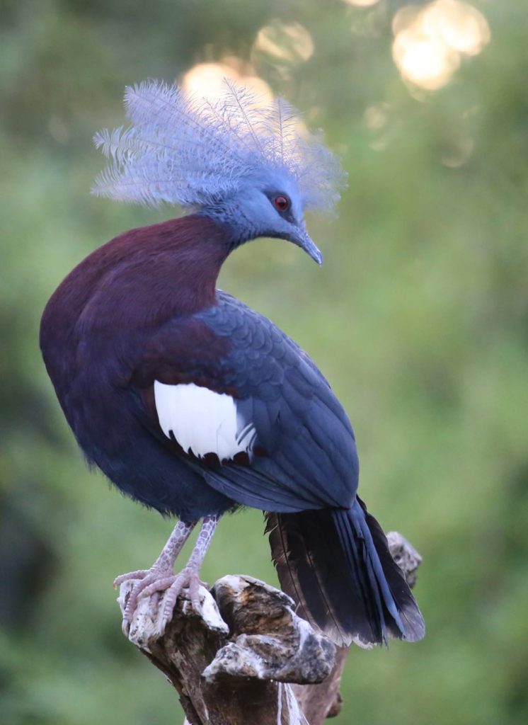 Parc des Oiseaux (Bird Park) Villars-les-Dombes France