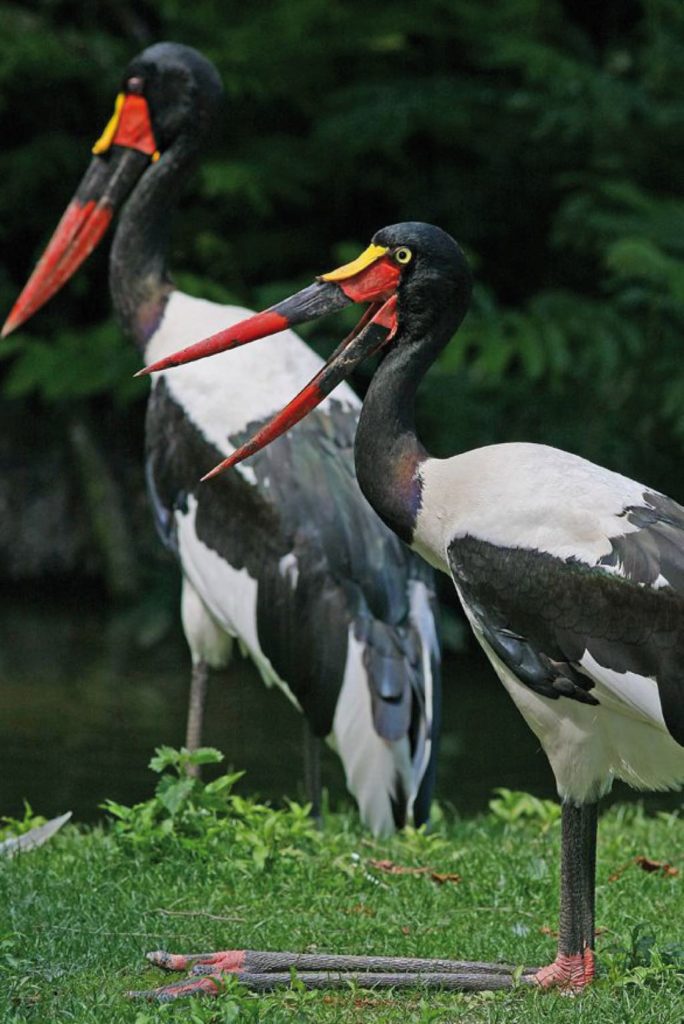 Parc des Oiseaux (Bird Park) Villars-les-Dombes France