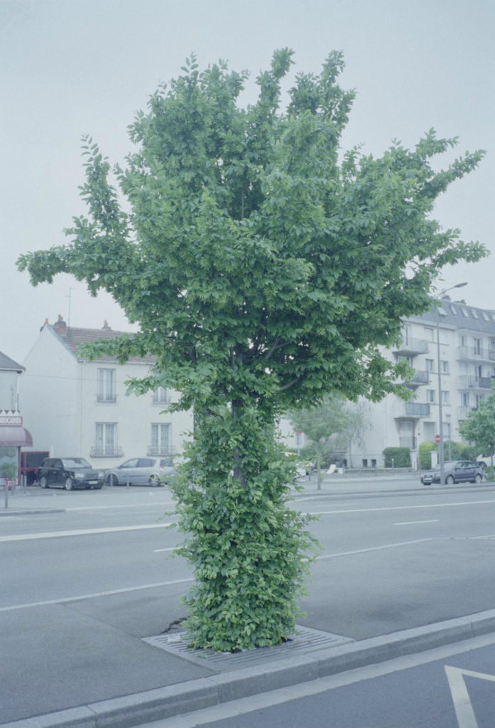 A simple shot of a tree by Peter Tillessen.