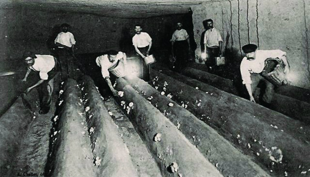 Underground mushroom farms in the 19th century.