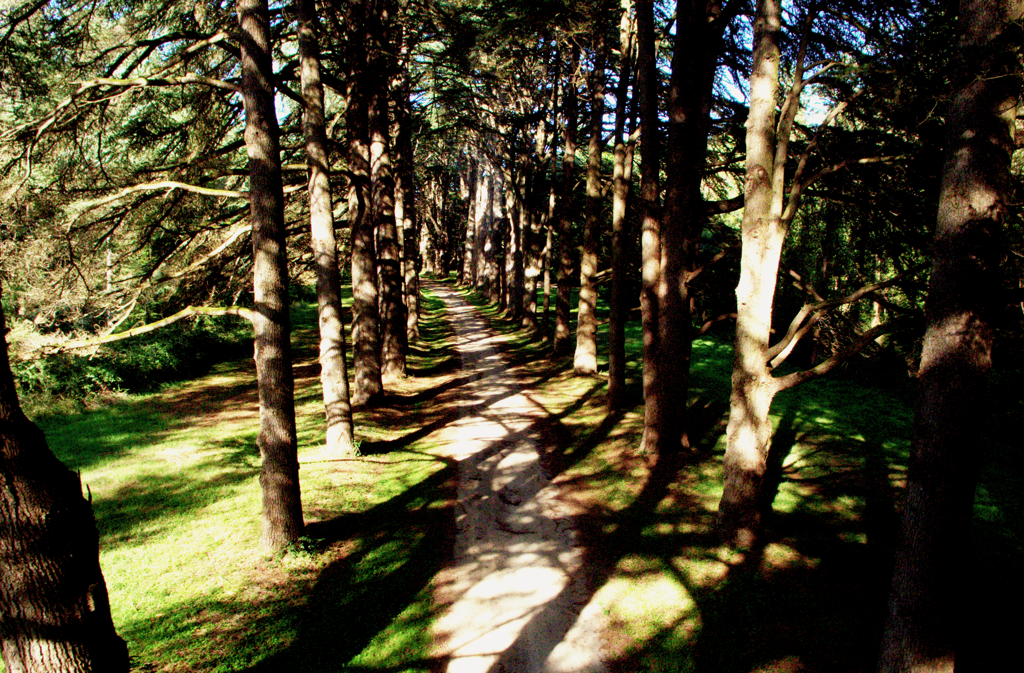 Promenade through the forest.