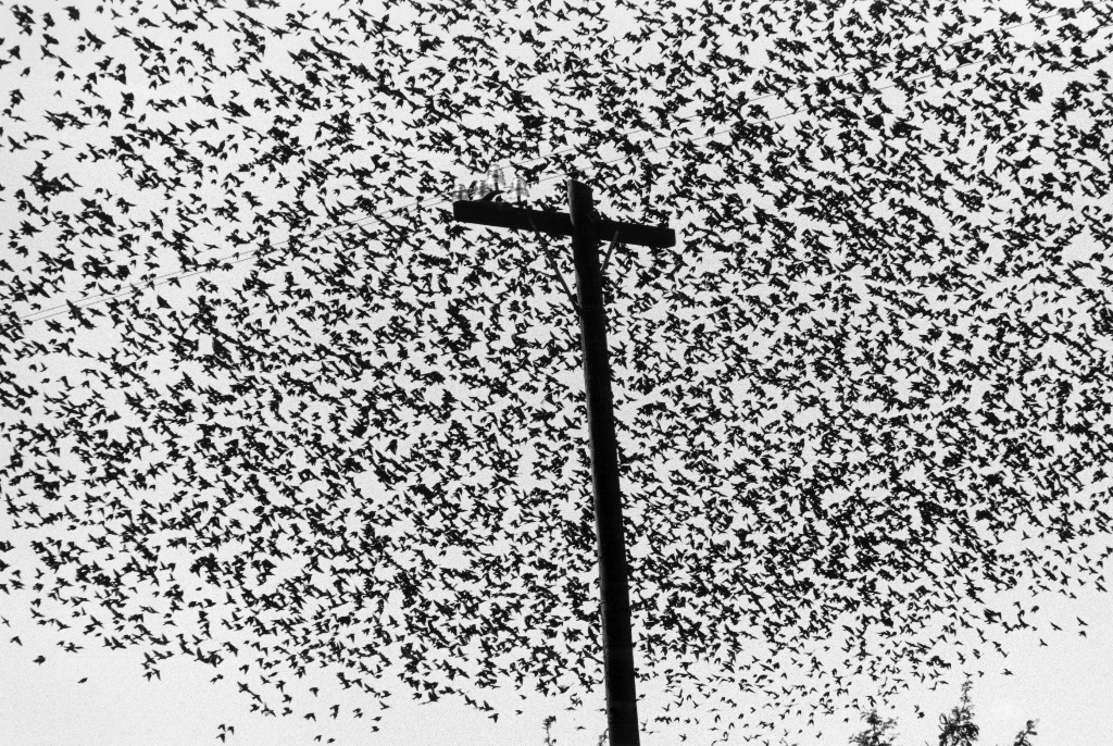 "Pájaros en el Poste de Luz," Carretera a Guanajuato, Mexico, 1990. © Graciela Iturbide