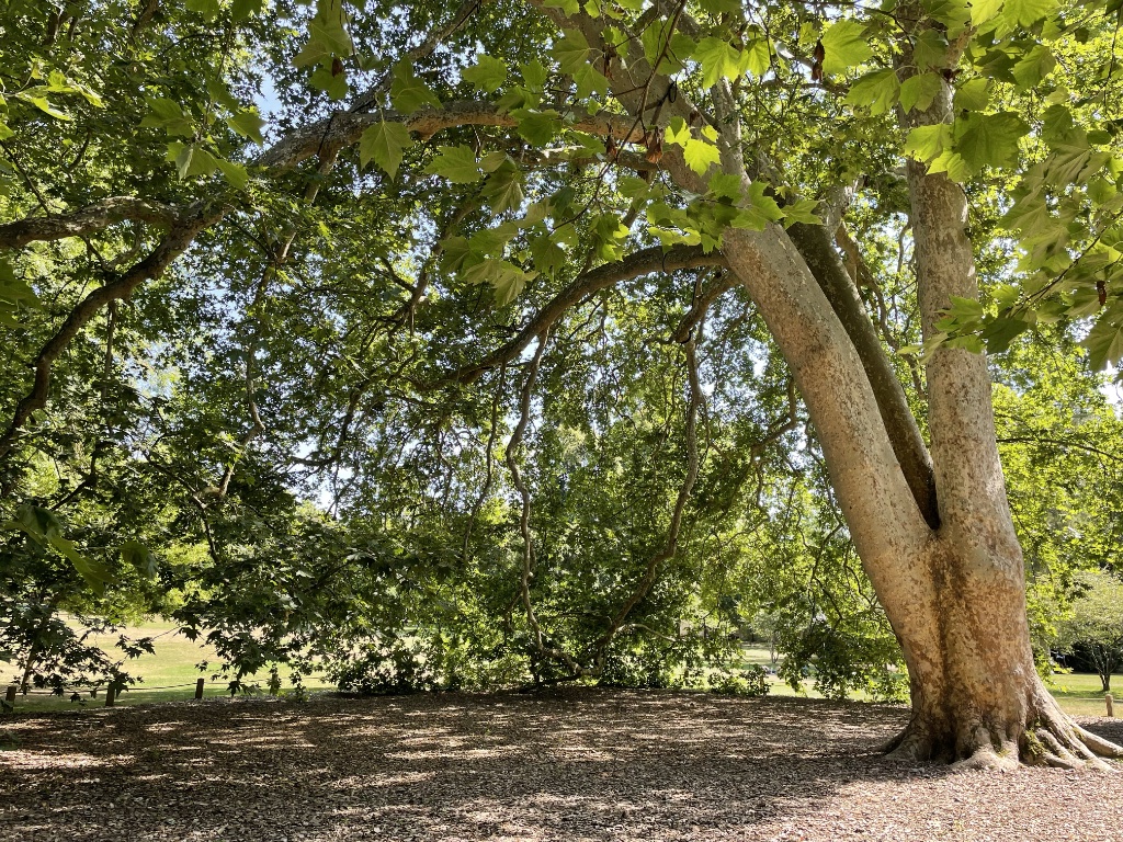 A ’remarkable" plane tree on the Caillebotte property. Photo: Paris Update