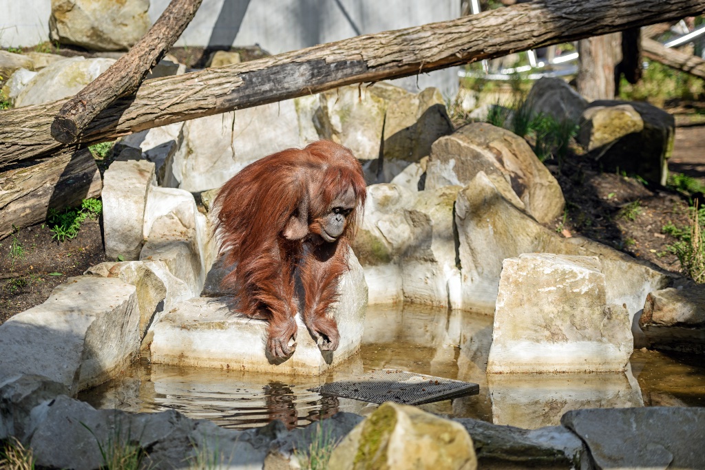 Orangutan Playground